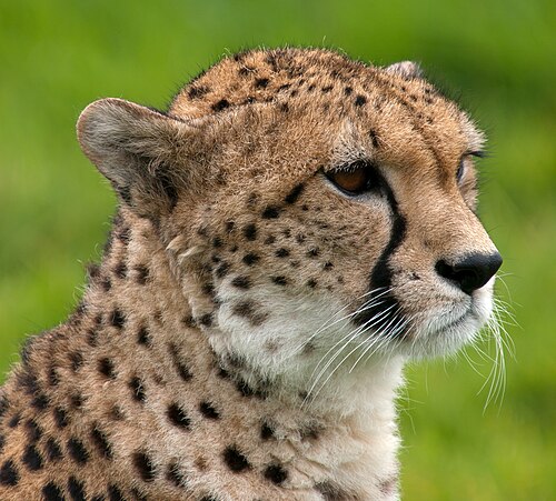 Cheetah portrait - Maasai Mara & Great Rift