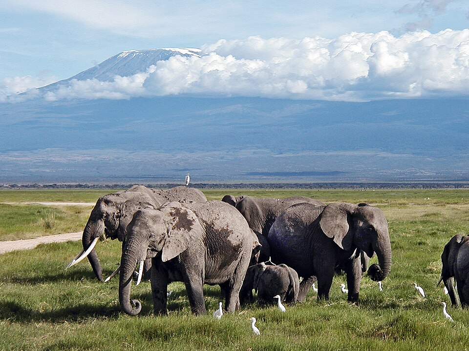 Elephants beneath Mount Kilimanjaro in Amboseli