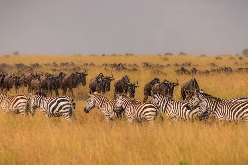Safari Footer Landscape